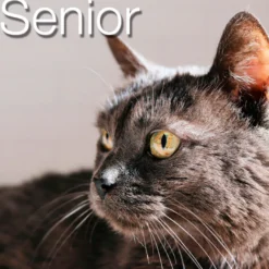 Catxtreme Senior Sterilised Ração de frango e ervilhas para gatos