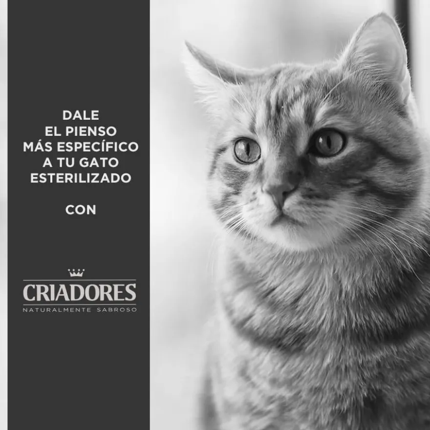 Criadores Adulto Esterilizado Frango ração para gatos
