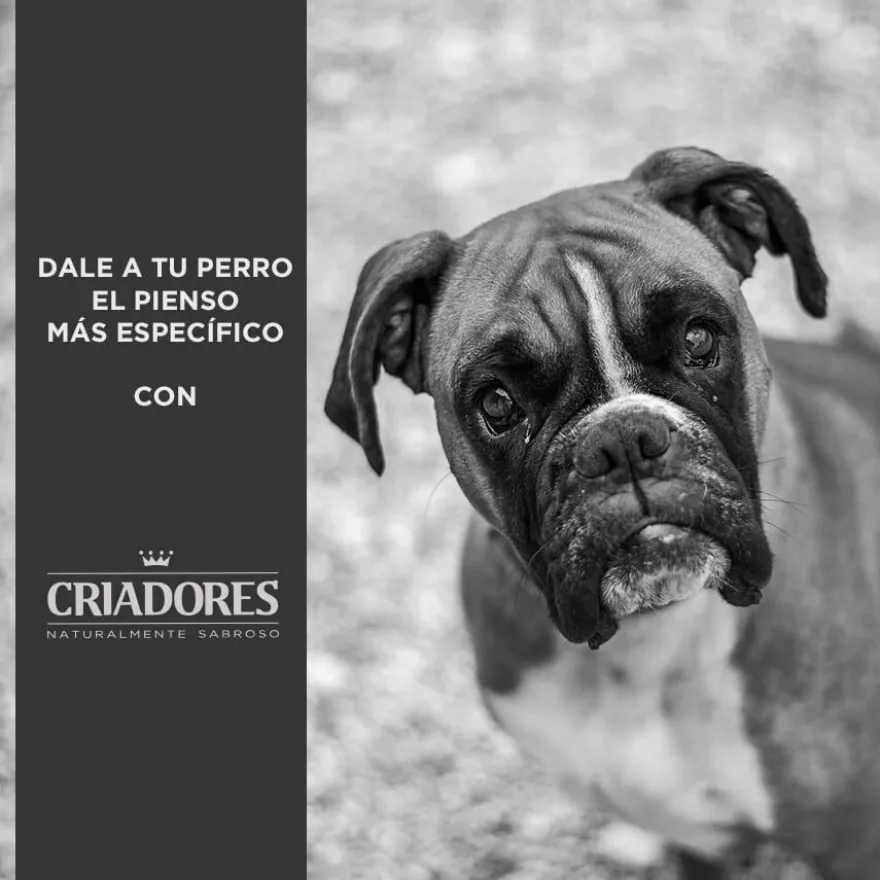 Criadores Grain Free Peru ração cães raças médias e grandes