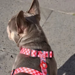 Dukier Arnês Clássico Design Berry Love para cães