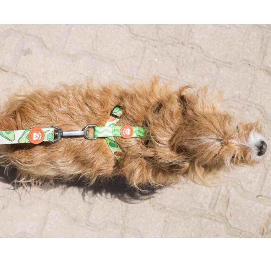 Dukier Avocado Clássico Peitoral com Estampado de Abacate para cães