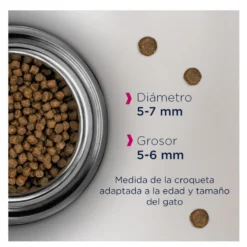 Eukanuba Kitten ração para gatinhos