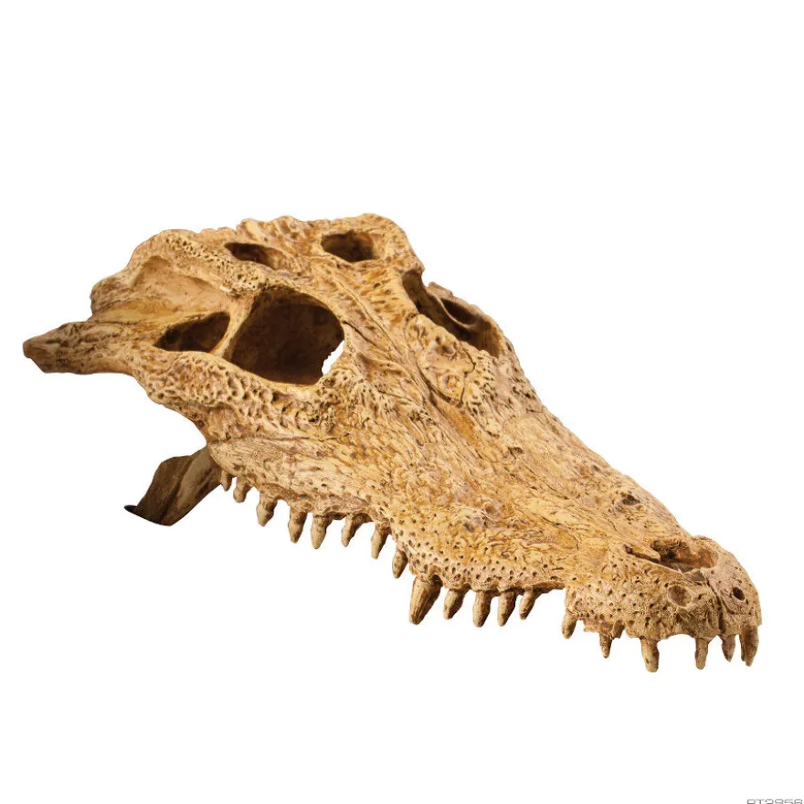 Exo Terra Crânio de crocodilo Decoração para terrários