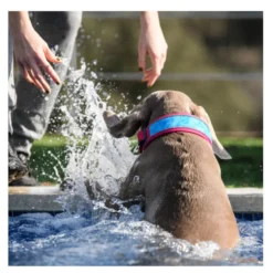 Freedog Cool Pro Tech Coleira Desportiva Fúscia para cães