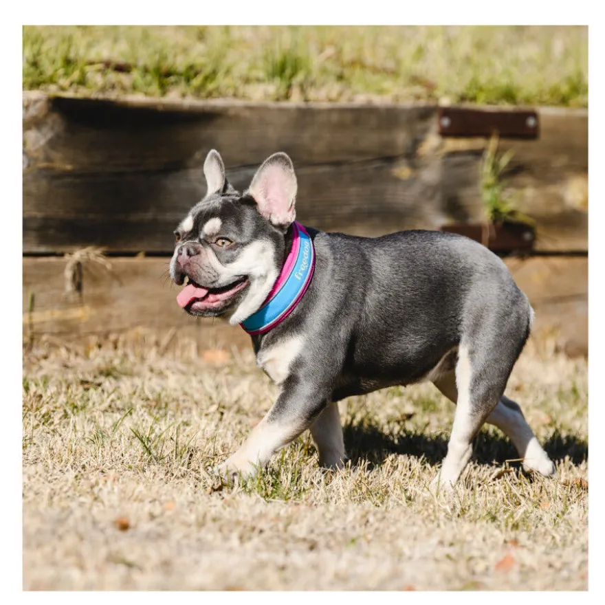 Freedog Cool Pro Tech Coleira Desportiva Fúscia para cães