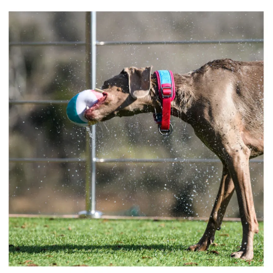 Freedog Cool Pro Tech Coleira Desportiva Fúscia para cães