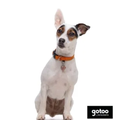 Gotoo Coleira refletora de nylon laranja para cães