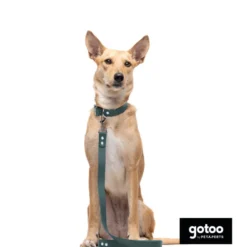 Gotoo Coleira vegan verde para cães