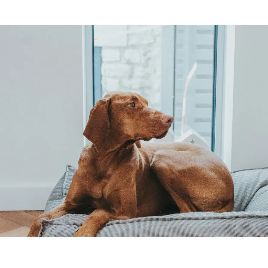 Hunter Lancaster Cama Cinzenta para cães