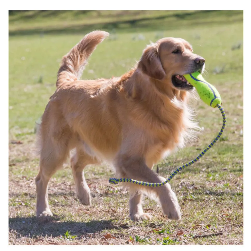 Kong Air Dog Squeaker Stick brinquedo para cães