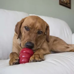 Kong Biscoitos de Toucinho e Queijo para Cães