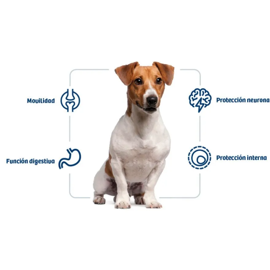 Nath Adult Mini Frango ração para cães