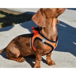 Nayeco X-TRM Neo Laranja Peitoral para cães