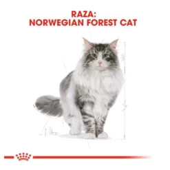 Royal Canin Adult Bosques da Noruega Ração para gatos