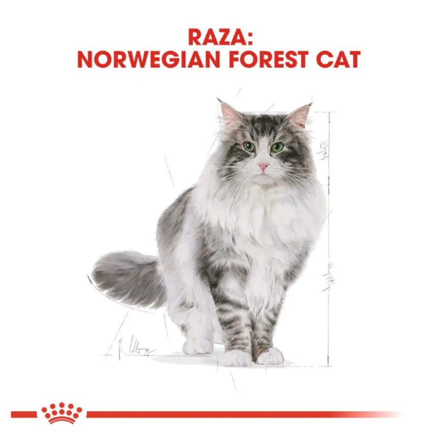 Royal Canin Adult Bosques da Noruega Ração para gatos