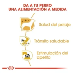 Royal Canin Adult Chihuahua patê em saquetas para cães
