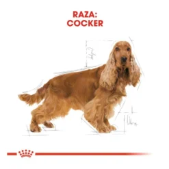 Royal Canin Adult Cocker ração para cães