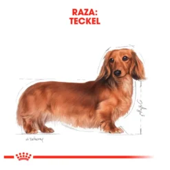 Royal Canin Adult Dachshund ração para cães