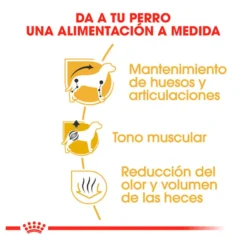 Royal Canin Adult Dachshund ração para cães