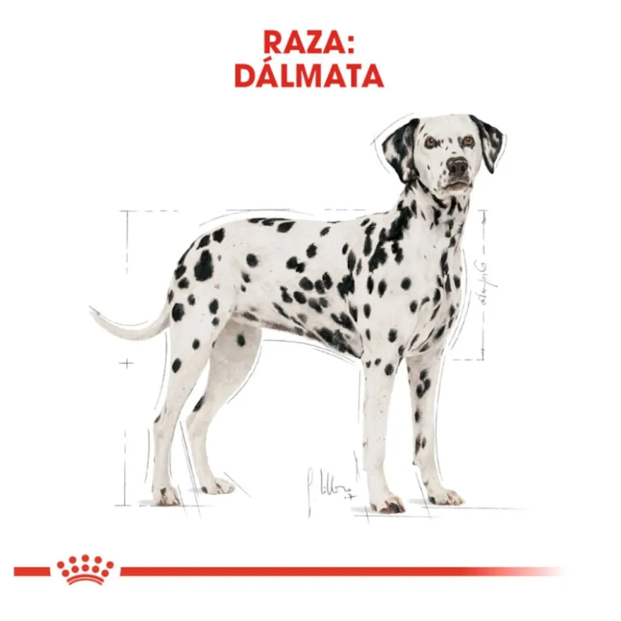 Royal Canin Adult Dálmata ração para cães