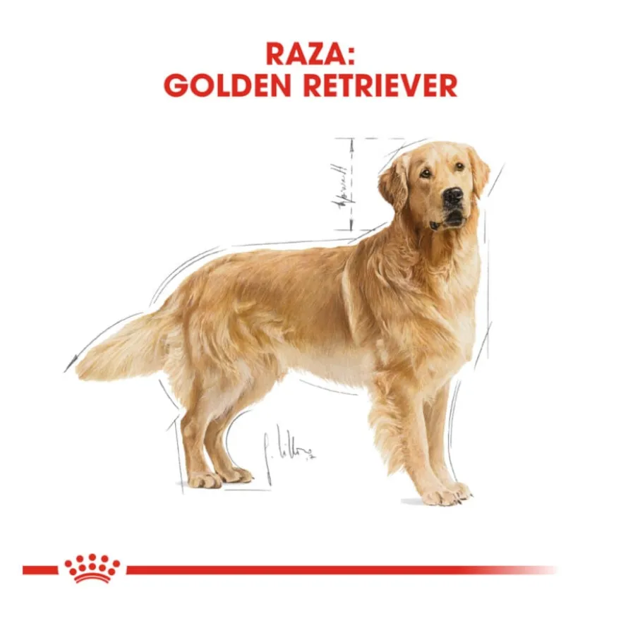 Royal Canin Adult Golden Retriever ração para cães