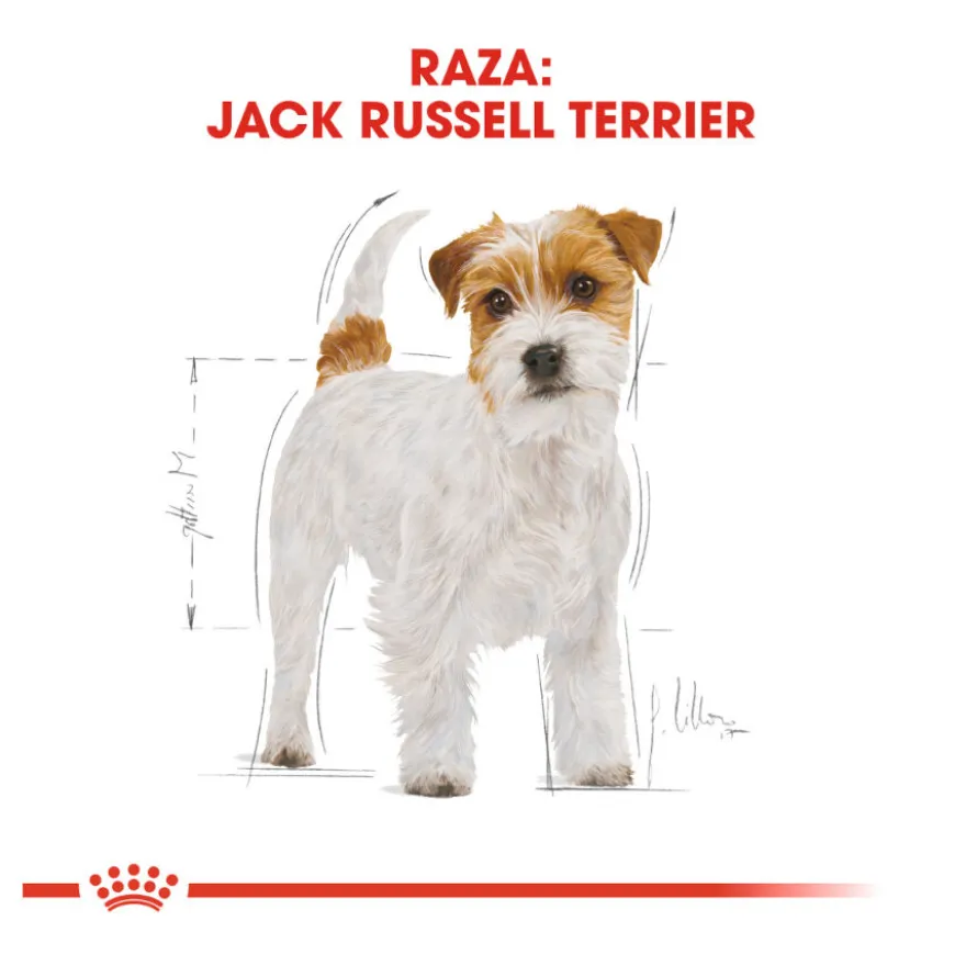 Royal Canin Adult Jack Russell Terrier ração para cães