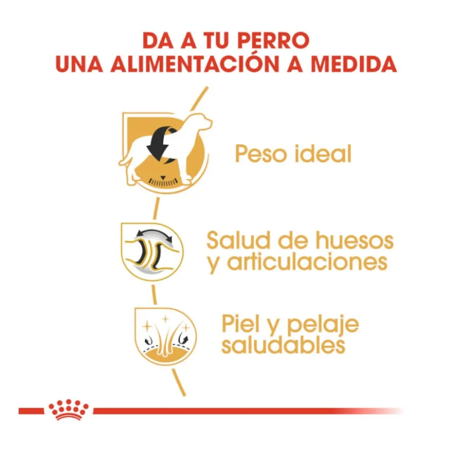 Royal Canin Adult Labrador Retriever ração para cães