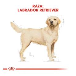 Royal Canin Adult Labrador Retriever ração para cães