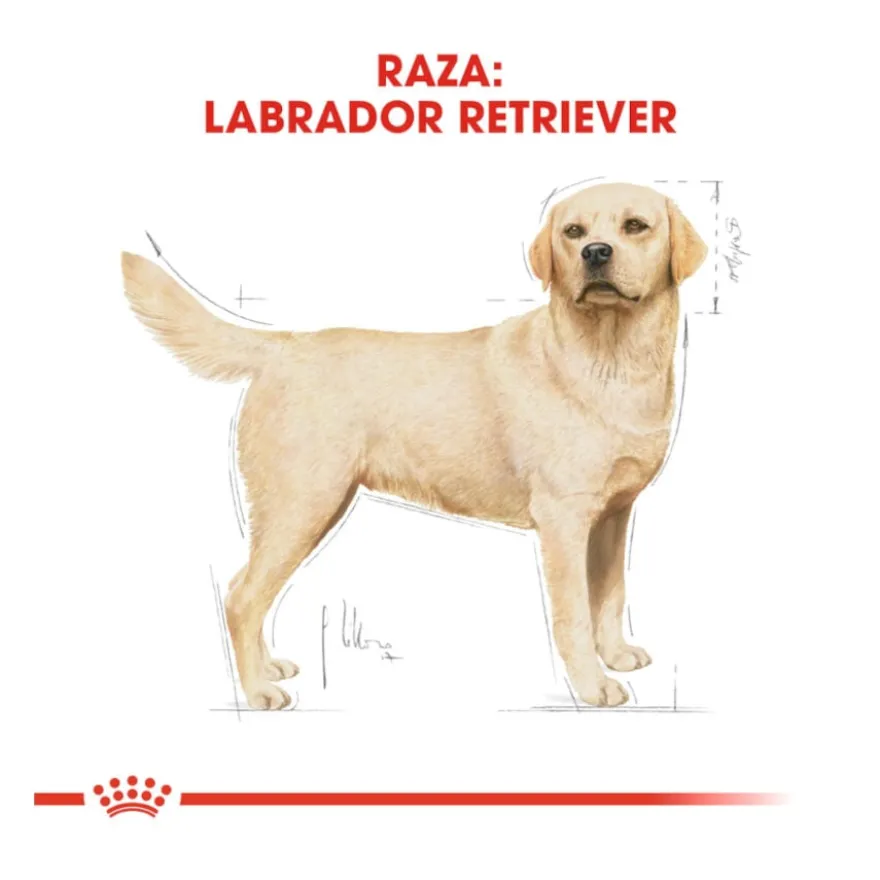 Royal Canin Adult Labrador Retriever ração para cães