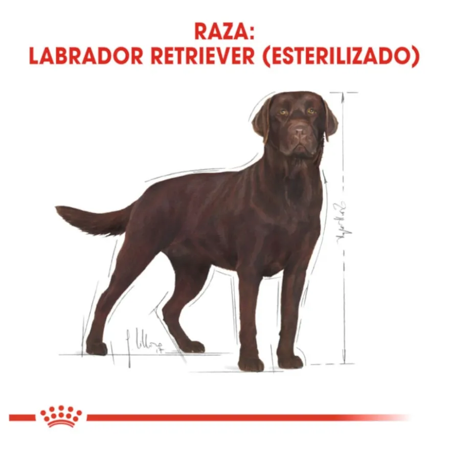 Royal Canin Adult Labrador Sterilised ração para cães
