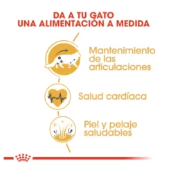 Royal Canin Adult Maine Coon ração para gatos