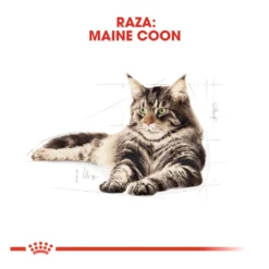 Royal Canin Adult Maine Coon ração para gatos