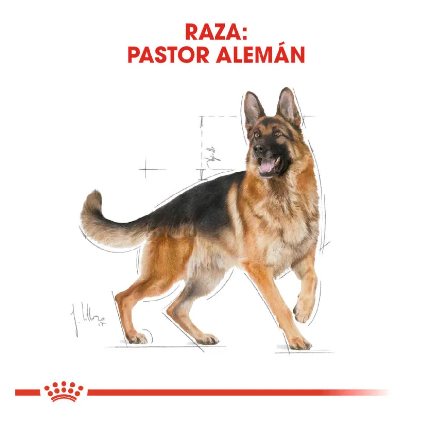 Royal Canin Adult Pastor Alemão ração para cães