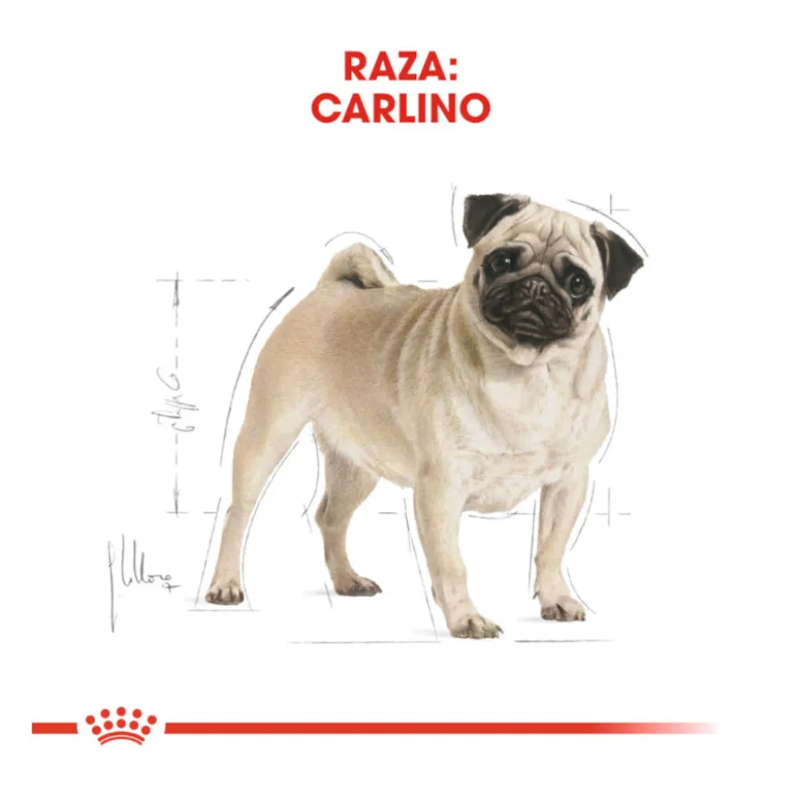 Royal Canin Adult Pug ração para cães