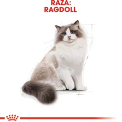 Royal Canin Adult Ragdoll ração para gatos