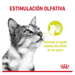 Royal Canin Adult Sensory Smell molho saqueta para gatos