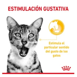 Royal Canin Adult Sensory Taste molho saqueta para gatos