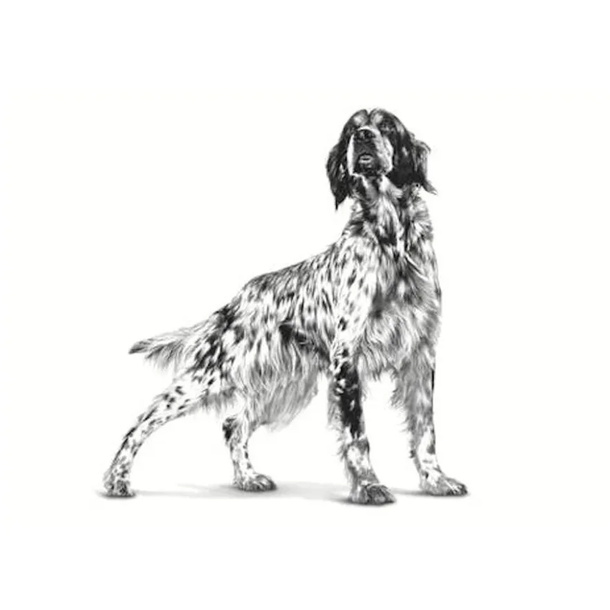 Royal Canin Cardiac Lata para cães