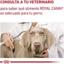 Royal Canin Expert Adult Comida húmida em molho em saqueta para cães