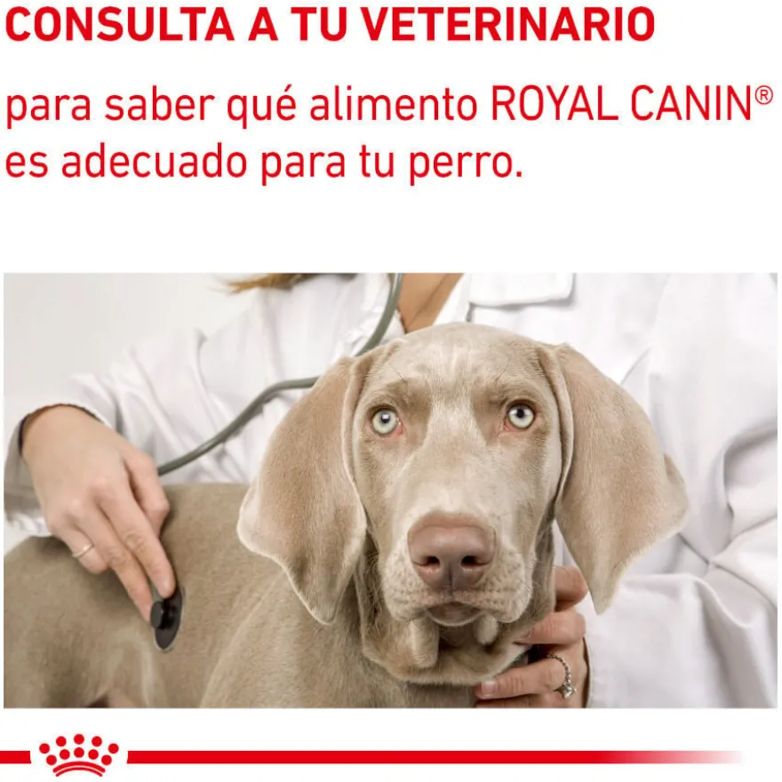 Royal Canin Expert Adult Saqueta em Molho para cães