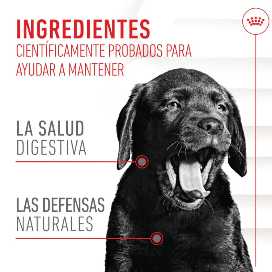 Royal Canin Immunity & Digestion Chews Puppy Suplemento Nutricional para Cães