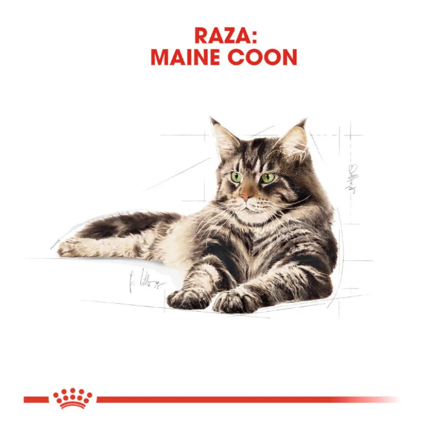 Royal Canin Maine Coon alimento húmido para gatos