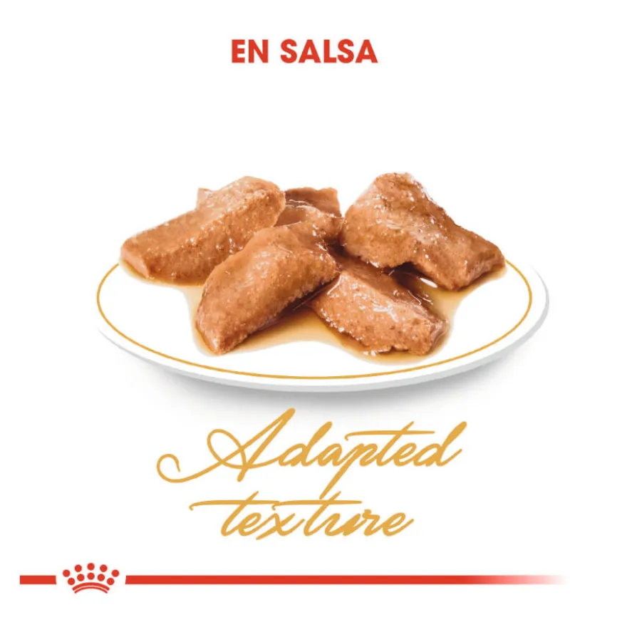 Royal Canin Maine Coon alimento húmido para gatos