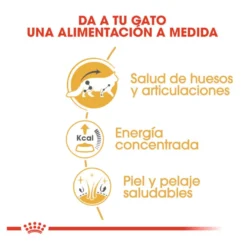 Royal Canin Maine Coon alimento húmido para gatos