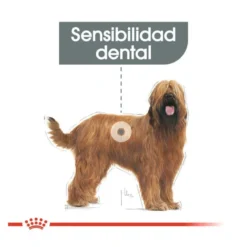 Royal Canin Maxi Dental Care ração para cães