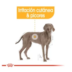Royal Canin Maxi Dermacomfort ração para cães
