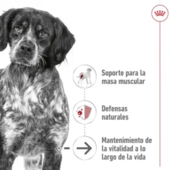 Royal Canin Medium 10+ Ageing ração para cães sénior