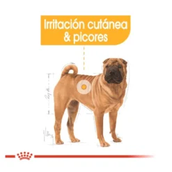 Royal Canin Medium Dermacomfort ração para cães
