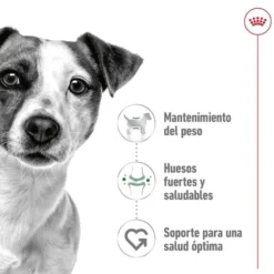 Royal Canin Mini Adult ração para cães