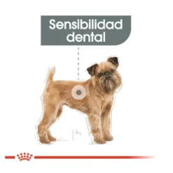 Royal Canin Mini Dental Care ração para cães